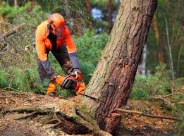 Tree and Shrub Care in New Port Richey, FL