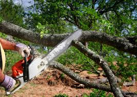 Leaf Removal in New Port Richey, FL