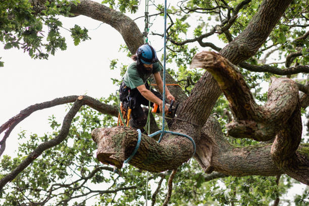 Best Stump Grinding and Removal  in New Port Richey, FL