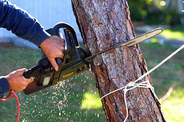 How Our Tree Care Process Works  in  New Port Richey, FL