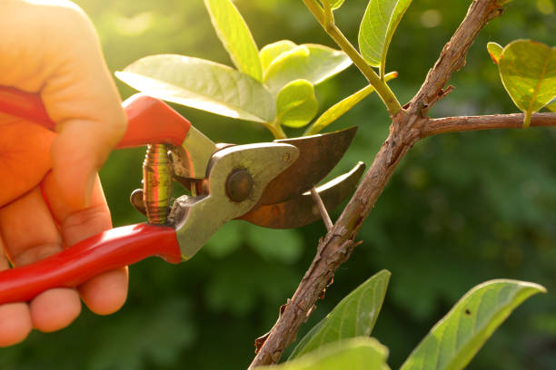 Lawn Watering Services in New Port Richey, FL